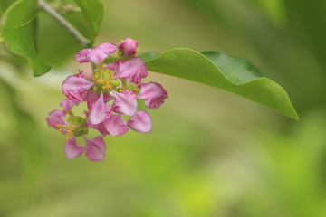 Pink cherry blossoms on tree