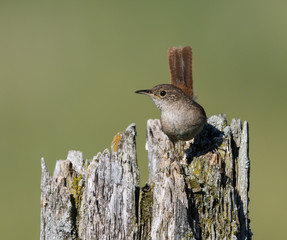 House Wren