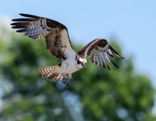 Osprey in Flight