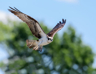Osprey in Flight