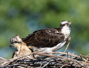 Female Osprey with Chick on the Nest
