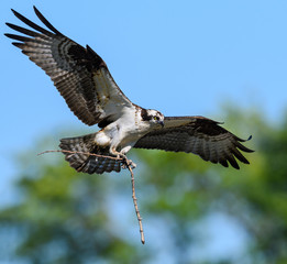Male Osprey Bringing Stick to the Nest