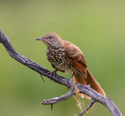 Brown Thrasher