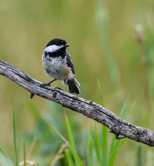 Black-Capped Chickadee in Summer