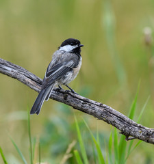 Black-Capped Chickadee in Summer