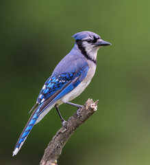 Blue Jay in Summer on Green Background