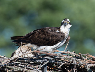 Female Osprey with Chick Sitting in Nest 
