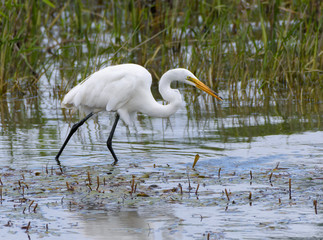  ForagingGreat Egret