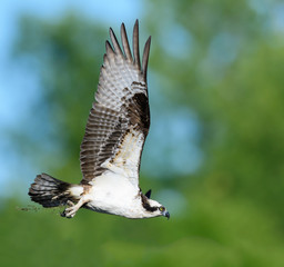 Osprey in Flight on Green Background