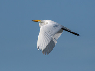 Great Egret in Flight on Blue Sky