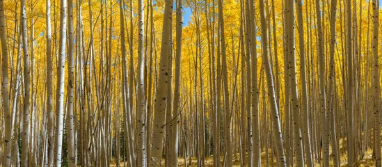 Foto op Canvas Colorado aspen trees panorama in autumn  © Michael