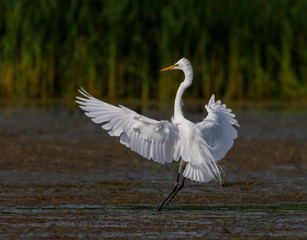 Great Egret Landing