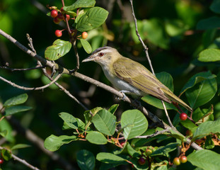 Red-Eyed Vireo