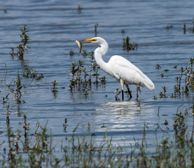  Great Egret Fishing