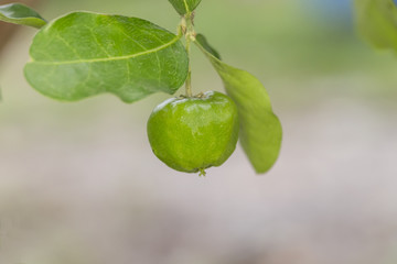 Green acerola cherry on tree