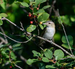 Red-Eyed Vireo