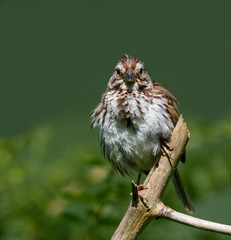 Song Sparrow