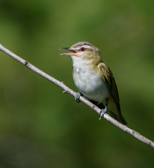 Red-Eyed Vireos