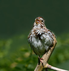 Song Sparrow Singing on Green Background