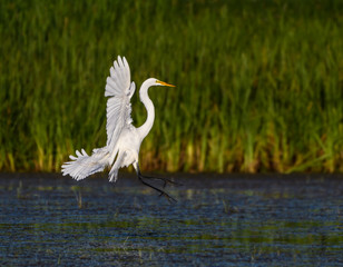 Great Egret Landing