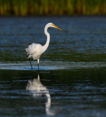 Great Egret with Reflection Fishing