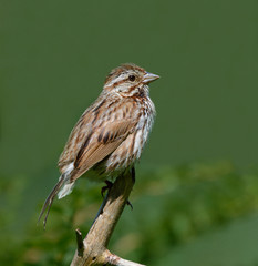 Song Sparrow