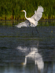 Great Egret Landing