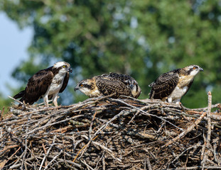 Male and Female Osprey with Chicks on the Nest