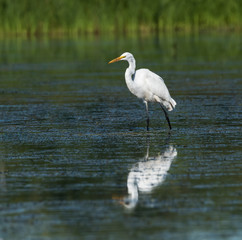 Great Egret 