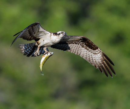 Male Osprey in Flight with Fish on Green Background