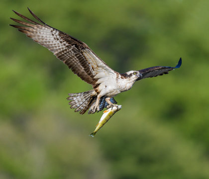 Osprey with Fish in Flight