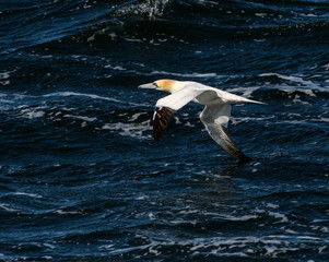 Northern Gannet in Flight
