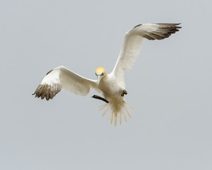 Northern Gannet in Flight