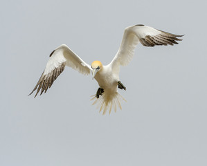 Fototapeta na wymiar Northern Gannet in Flight