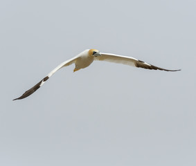 Northern Gannet in Flight  