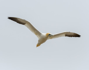 Northern Gannet in Flight