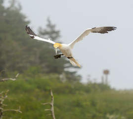 Northern Gannet in Flight