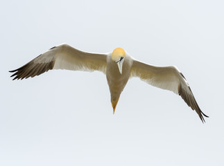 Northern Gannet in Flight