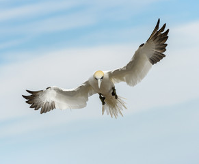 Obraz premium Northern Gannet in Flight