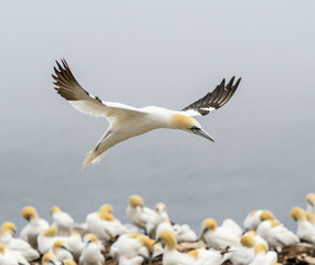 Northern Gannet in Flight