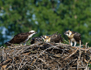 Female Osprey Feeding Chicks