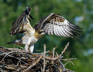 Osprey Chick with Open Wings