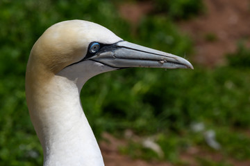 Northern Gannet Portrait