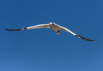 Northern Gannet in Flight