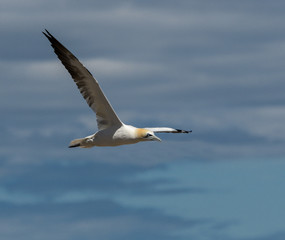 Fototapeta na wymiar Northern Gannet in Flight