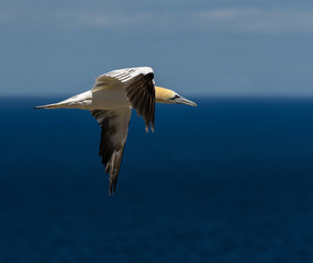 Fototapeta na wymiar Northern Gannet in Flight Over Blue Ocean