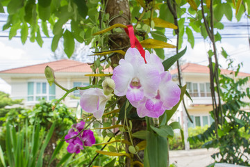 Beautiful pink-white color orchids at home garden
