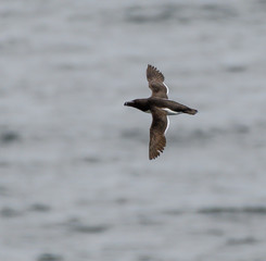Razorbill in Flight