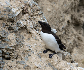 Razorbill Standing on Cliff