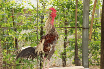 Chickens Cock crow the log in the morning
